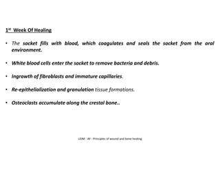 UDM - AY - Principles of wound and bone healing
1st Week Of Healing
• The socket fills with blood, which coagulates and seals the socket from the oral
environment.
• White blood cells enter the socket to remove bacteria and debris.
• Ingrowth of fibroblasts and immature capillaries.
• Re-epithelialization and granulation tissue formations.
• Osteoclasts accumulate along the crestal bone..
 