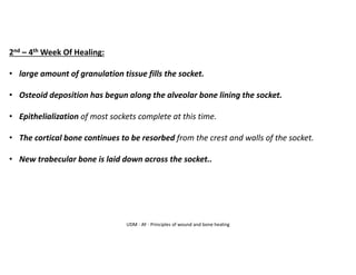 UDM - AY - Principles of wound and bone healing
2nd – 4th Week Of Healing:
• large amount of granulation tissue fills the socket.
• Osteoid deposition has begun along the alveolar bone lining the socket.
• Epithelialization of most sockets complete at this time.
• The cortical bone continues to be resorbed from the crest and walls of the socket.
• New trabecular bone is laid down across the socket..
 