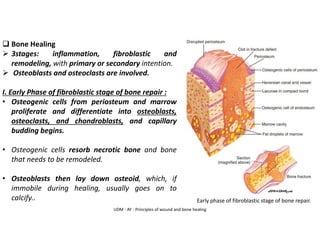 ❑ Bone Healing
➢ 3stages: inflammation, fibroblastic and
remodeling, with primary or secondary intention.
➢ Osteoblasts and osteoclasts are involved.
I. Early Phase of fibroblastic stage of bone repair :
• Osteogenic cells from periosteum and marrow
proliferate and differentiate into osteoblasts,
osteoclasts, and chondroblasts, and capillary
budding begins.
• Osteogenic cells resorb necrotic bone and bone
that needs to be remodeled.
• Osteoblasts then lay down osteoid, which, if
immobile during healing, usually goes on to
calcify.. Early phase of fibroblastic stage of bone repair.
UDM - AY - Principles of wound and bone healing
 