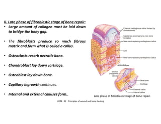 II. Late phase of fibroblastic stage of bone repair:
• Large amount of collagen must be laid down
to bridge the bony gap.
• The fibroblasts produce so much fibrous
matrix and form what is called a callus.
• Osteoclasts resorb necrotic bone.
• Chondroblast lay down cartilage.
• Osteoblast lay down bone.
• Capillary ingrowth continues.
• Internal and external calluses form.. Late phase of fibroblastic stage of bone repair.
UDM - AY - Principles of wound and bone healing
 