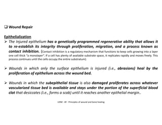 UDM - AY - Principles of wound and bone healing
❑ Wound Repair
Epithelialization
➢ The Injured epithelium has a genetically programmed regenerative ability that allows it
to re-establish its integrity through proliferation, migration, and a process known as
contact inhibition. (Contact inhibition is a regulatory mechanism that functions to keep cells growing into a layer
one cell thick “a monolayer”. If a cell has plenty of available substrate space, it replicates rapidly and moves freely. This
process continues until the cells occupy the entire substratum).
➢ Wounds in which only the surface epithelium is injured (i.e., abrasions) heal by the
proliferation of epithelium across the wound bed.
➢ Wounds in which the subepithelial tissue is also damaged proliferates across whatever
vascularized tissue bed is available and stays under the portion of the superficial blood
clot that desiccates (i.e., forms a scab) until it reaches another epithelial margin..
 