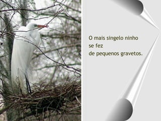 O mais singelo ninho se fez  de pequenos gravetos. 