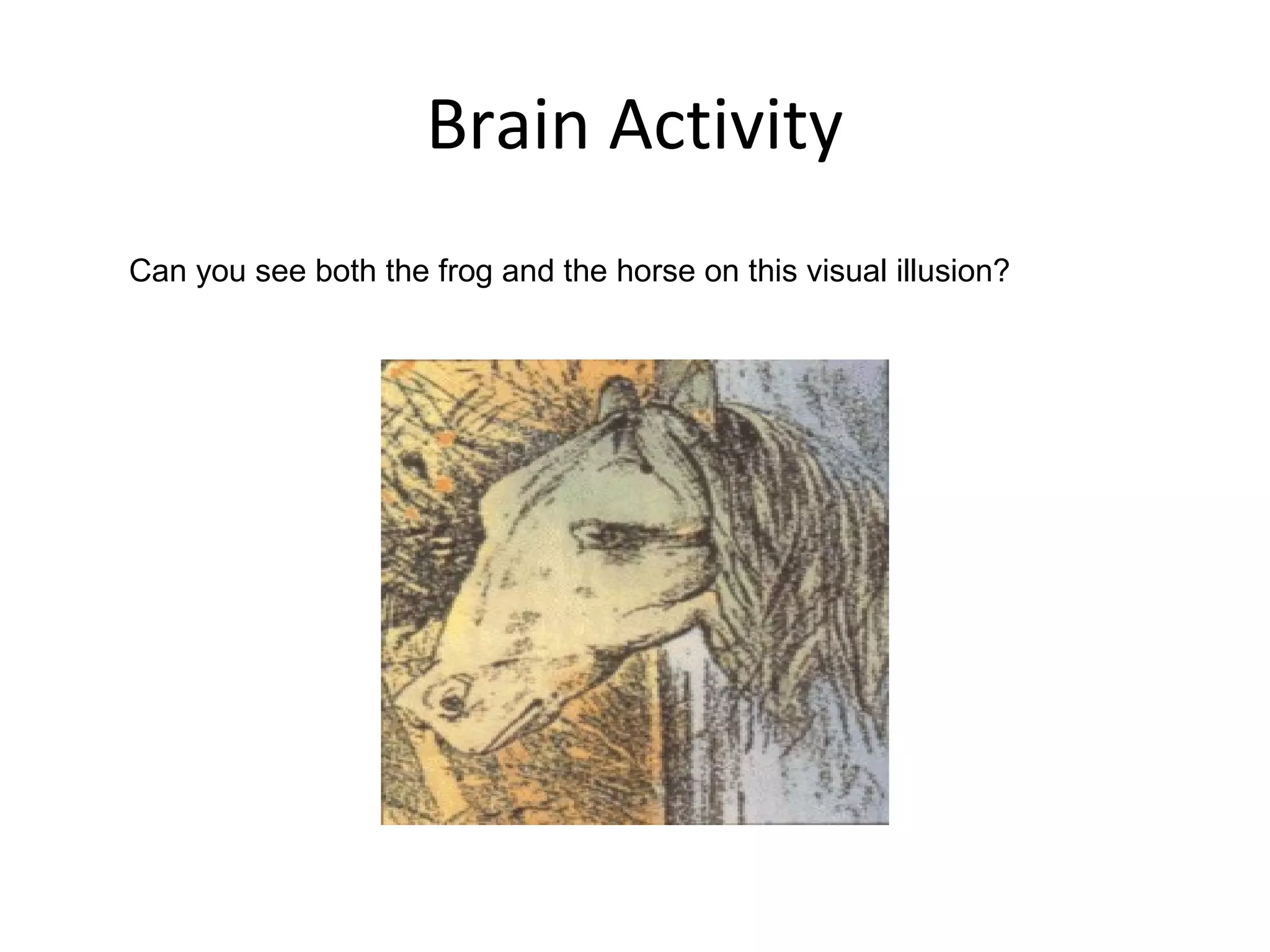 Brain Activity
Can you see both the frog and the horse on this visual illusion?
 