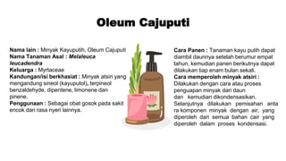 Oleum Cajuputi
Nama lain : Minyak Kayuputih, Oleum Cajuputi
Nama Tanaman Asal : Melaleuca
leucadendra
Keluarga : Myrtaceae
Kandungan/isi berkhasiat : Minyak atsiri yang
mengandung sineol (kayuputol), terpineol
benzaldehyde, dipentene, limonene dan
pinene.
Penggunaan : Sebagai obat gosok pada sakit
encok dan rasa nyeri lainnya.
Cara Panen : Tanaman kayu putih dapat
diambil daunnya setelah berumur empat
tahun, kemudian panen berikutnya dapat
dilakukan tiap enam bulan sekali.
Cara memperoleh minyak atsiri :
Dilakukan dengan cara atau proses
penguapan minyak dari daun
dan kemudian dikondensasikan.
Selanjutnya dilakukan pemisahan anta
ra komponen minyak dengan air, yang
diperoleh dari semua bahan cair yang
diperoleh dalam proses kondensasi.
 