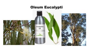 Oleum Eucalypti
 
