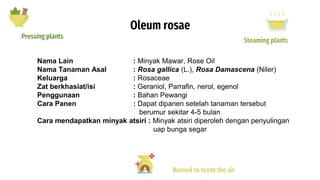 Oleum rosae
Pressing plants
Steaming plants
Burned to scent the air
Nama Lain : Minyak Mawar, Rose Oil
Nama Tanaman Asal : Rosa gallica (L.), Rosa Damascena (Niler)
Keluarga : Rosaceae
Zat berkhasiat/isi : Geraniol, Parrafin, nerol, egenol
Penggunaan : Bahan Pewangi
Cara Panen : Dapat dipanen setelah tanaman tersebut
berumur sekitar 4-5 bulan
Cara mendapatkan minyak atsiri : Minyak atsiri diperoleh dengan penyulingan
uap bunga segar
 