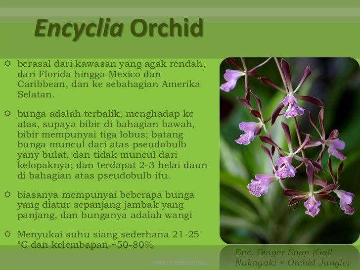 Simpodial orkid