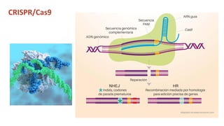 Simposio: Edición de genoma (Webinar introductorio)
