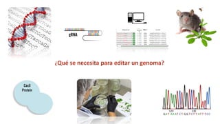 Simposio: Edición de genoma (Webinar introductorio)