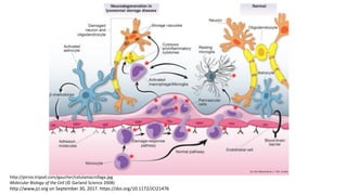 Simposio: Edición de genoma (Webinar introductorio)