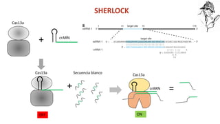 Simposio: Edición de genoma (Webinar introductorio)