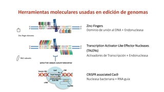Simposio: Edición de genoma (Webinar introductorio)