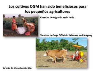 Los cultivos OGM han sido beneficiosos para
                los pequeños agricultores
                                     Cosecha de Algodón en la India




                                     Siembra de Soya OGM sin labranza en Paraguay




                                   INBIO Paraguay
Cortesía: Dr. Wayne Parrott, UGA
 
