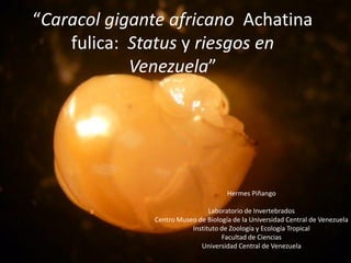 “Caracol gigante africano Achatina
    fulica: Status y riesgos en
            Venezuela”




                                     Hermes Piñango

                               Laboratorio de Invertebrados
              Centro Museo de Biología de la Universidad Central de Venezuela
                         Instituto de Zoología y Ecología Tropical
                                   Facultad de Ciencias
                            Universidad Central de Venezuela
 