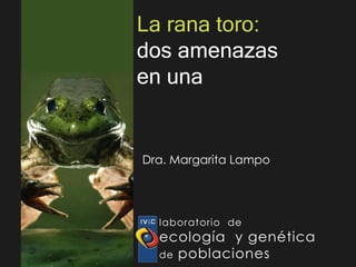 La rana toro:
dos amenazas
en una


Dra. Margarita Lampo




  laboratorio de
  ecología y genética
  de poblaciones
 