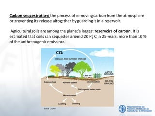Carbon sequestration: the process of removing carbon from the atmosphere
or preventing its release altogether by guarding it in a reservoir.
Agricultural soils are among the planet’s largest reservoirs of carbon. It is
estimated that soils can sequester around 20 Pg C in 25 years, more than 10 %
of the anthropogenic emissions

Source: CGIAR

 