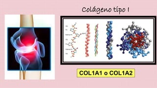 Colágeno tipo I 
COL1A1 o COL1A2 
 
