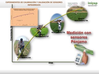17/01/11
NDVI 240N=0.555
7/02/11
NDVI 240N=0.727
15/02/11
NDVI 240N=0.778
24/02/11
NDVI 240N=0.794
CrecimientoVegetal
Días
y = -2E-05x2 + 0.0181x + 4.7628
R² = 0.5964
0.0
1.0
2.0
3.0
4.0
5.0
6.0
7.0
8.0
9.0
10.0
0 50 100 150 200 250 300 350
tondegrano/hectárea
kg de nitrógeno/hectárea
Rendimiento de grano en trigo, en función de la dosis de
fertilizante nitrogenado, Penjamo, Guanajuato 2010..
 