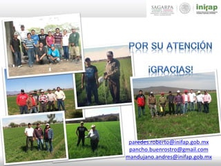 paredes.roberto@inifap.gob.mx
pancho.buenrostro@gmail.com
mandujano.andres@inifap.gob.mx
 