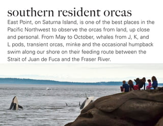 southern resident orcas
East Point, on Saturna Island, is one of the best places in the
Pacific Northwest to observe the orcas from land, up close
and personal. From May to October, whales from J, K, and
L pods, transient orcas, minke and the occasional humpback
swim along our shore on their feeding route between the
Strait of Juan de Fuca and the Fraser River.
 