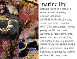 Saturna Island is a place to
observe a wide variety of
species including:
MARINE MAMMALS seals,
steller sea lions, porpoise
RAPTORS bald eagles, hawks,
peregrine falcons, owls
MARINE BIRDS cormorants,
oyster catchers, shorebirds,
sea ducks, migrating species
INTERTIDAL INVERTEBRATES
jellyfish, anemones, sea stars
sponges, crustaceans, worms,
molluscs & many more
marine life
 