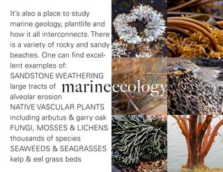 It’s also a place to study
marine geology, plantlife and
how it all interconnects. There
is a variety of rocky and sandy
beaches. One can find excel-
lent examples of:
SANDSTONE WEATHERING
large tracts of
alveolar erosion
NATIVE VASCULAR PLANTS
including arbutus & garry oak
FUNGI, MOSSES & LICHENS
thousands of species
SEAWEEDS & SEAGRASSES
kelp & eel grass beds
marineecology
 