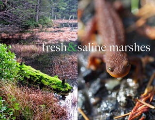 fresh&saline marshes
 