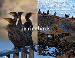 marinebirds
 