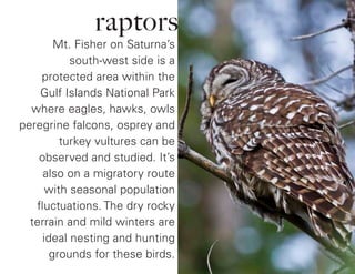 raptors
Mt. Fisher on Saturna’s
south-west side is a
protected area within the
Gulf Islands National Park
where eagles, hawks, owls
peregrine falcons, osprey and
turkey vultures can be
observed and studied. It’s
also on a migratory route
with seasonal population
fluctuations. The dry rocky
terrain and mild winters are
ideal nesting and hunting
grounds for these birds.
 