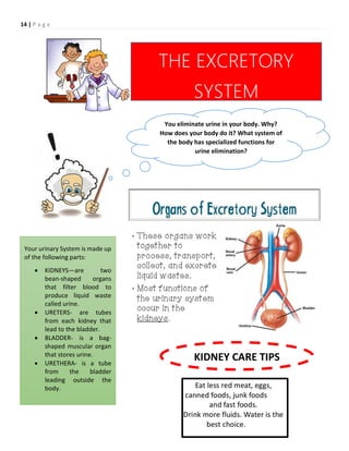 14 | P a g e
THE EXCRETORY
SYSTEM
You eliminate urine in your body. Why?
How does your body do it? What system of
the body has specialized functions for
urine elimination?
Your urinary System is made up
of the following parts:
 KIDNEYS—are two
bean-shaped organs
that filter blood to
produce liquid waste
called urine.
 URETERS- are tubes
from each kidney that
lead to the bladder.
 BLADDER- is a bag-
shaped muscular organ
that stores urine.
 URETHERA- is a tube
from the bladder
leading outside the
body.
KIDNEY CARE TIPS
 