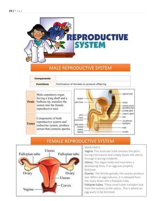 23 | P a g e
Components
Functions Fertilization of females to produce offspring
Penis
Male copulatory organ
having a long shaft and a
bulbous tip, transfers the
semen into the female
reproductive tract
Testes
Components of both
reproductive system and
endocrine system, produce
semen that contains sperms
MALE REPRODUCTIVE SYSTEM
FEMALE REPRODUCTIVE SYSTEM
MAIN PARTS:
 Vagina: This muscular tube receives the penis
during intercourse and a baby leaves the uterus
through it during childbirth.
 Uterus: This organ holds and nourishes a
developing fetus, if an egg was properly
fertilized.
 Ovaries: The female gonads, the ovaries produce
ova. When an egg matures, it is released from
the ovary down into a fallopian tube.
 Fallopian tubes: These small tubes transport ova
from the ovaries to the uterus. This is where an
egg waits to be fertilized.
 