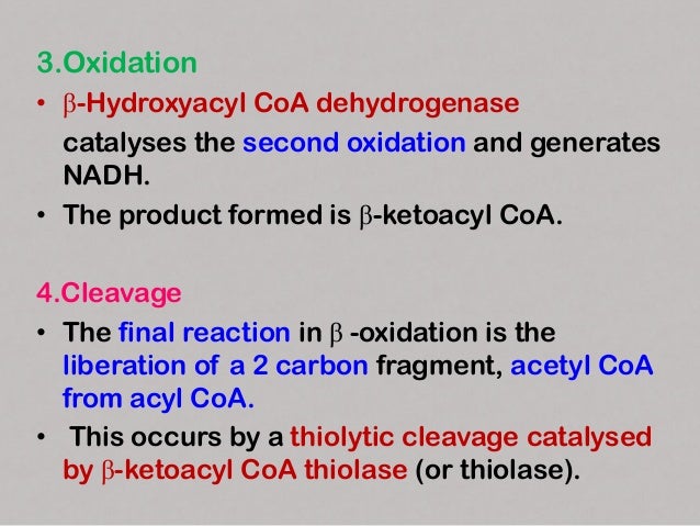 • The new acyl CoA, containing two
carbons less than the original,
reenters the β-oxidation cycle.

• The process continue...