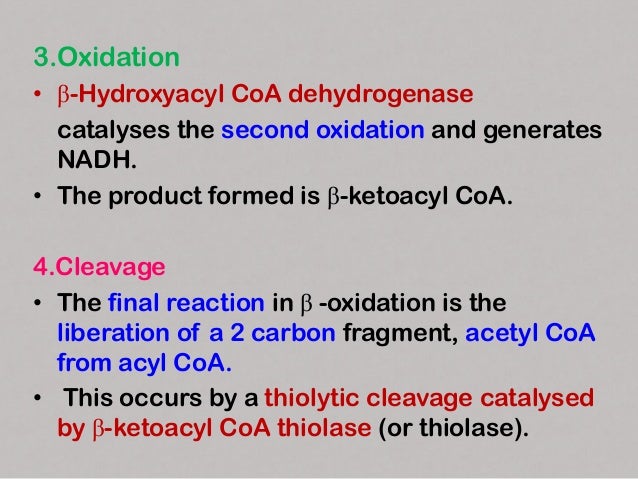 • The new acyl CoA, containing two
carbons less than the original,
reenters the β-oxidation cycle.
• The process continue...