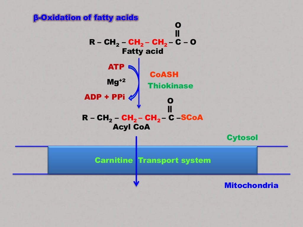 Betaoxidation of fatty acids