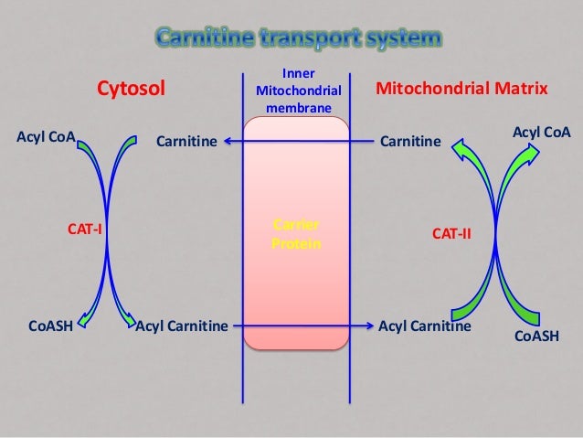 • Each cycle of β -oxidation, liberating a two
carbon unit-acetyl CoA, occurs in a
sequence of four reactions
1. Oxidation...