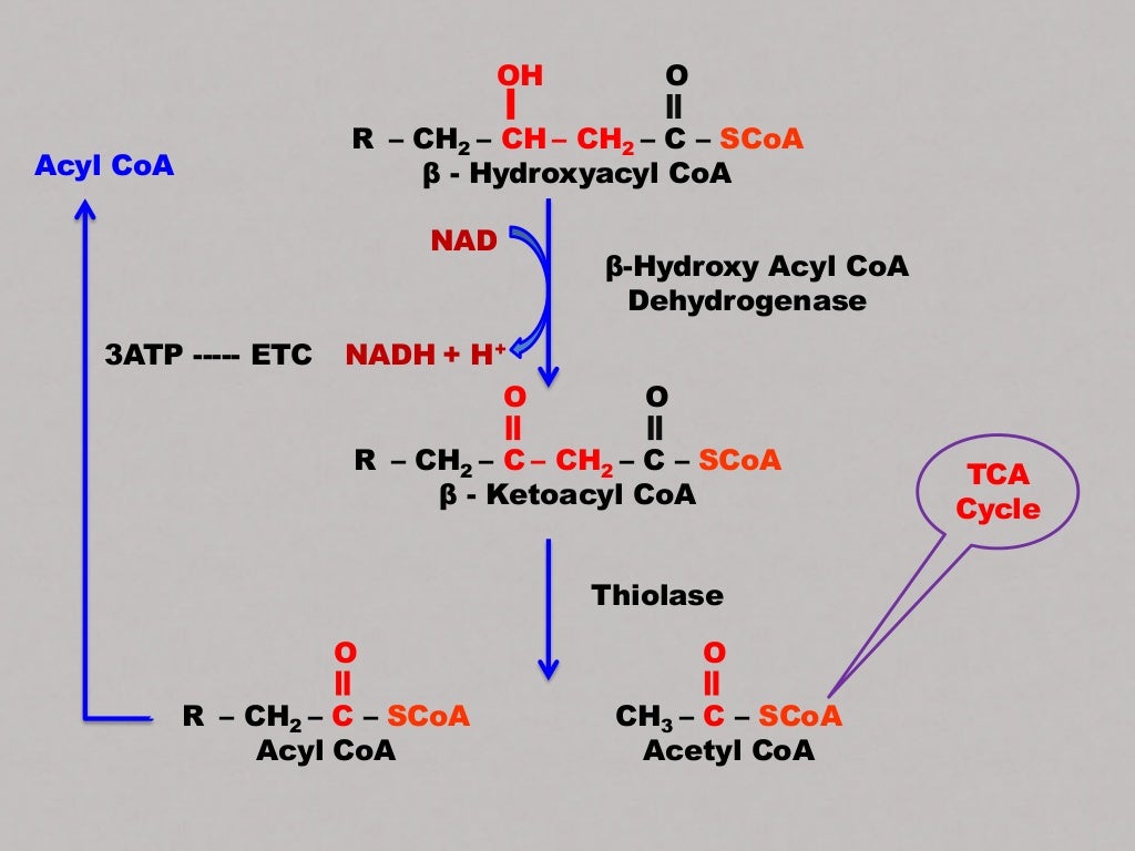 Betaoxidation of fatty acids