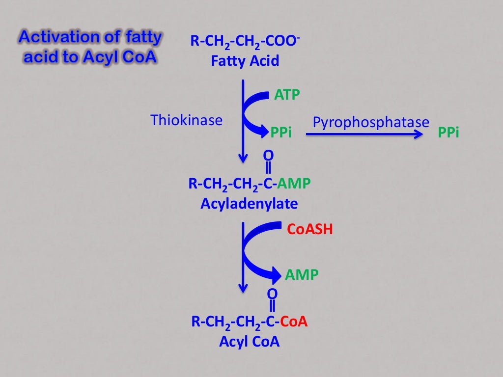 Betaoxidation of fatty acids
