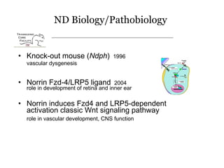 ND Biology/Pathobiology <ul><li>Knock-out mouse ( Ndph )   1996 </li></ul><ul><li>vascular dysgenesis </li></ul><ul><li>No...