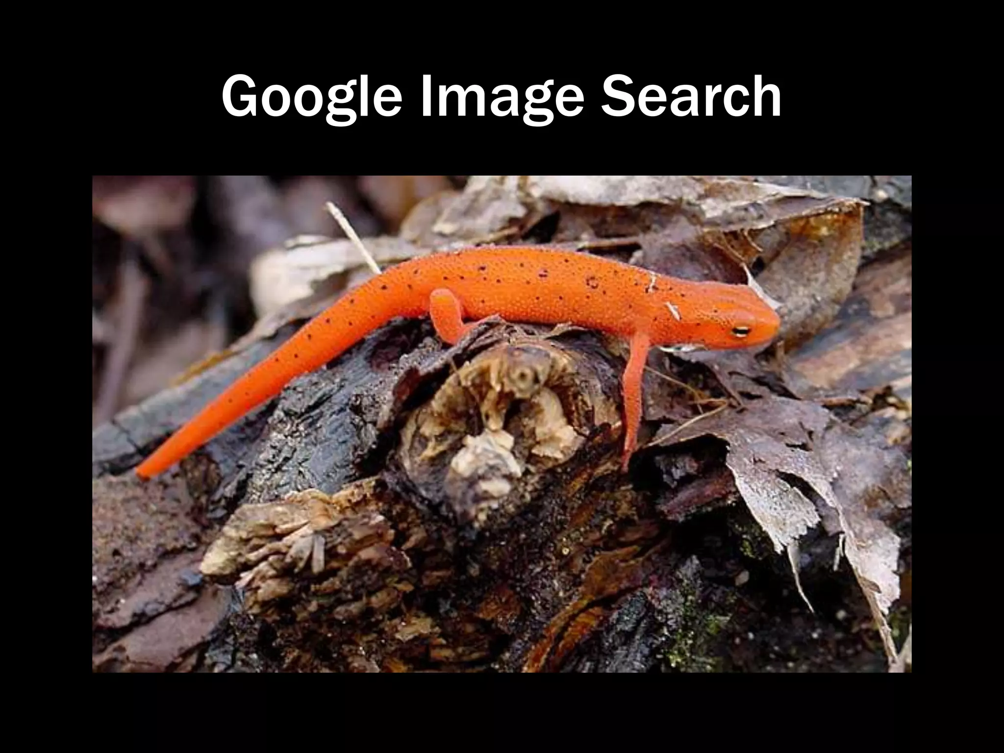 Google Image in Response to Huckaback