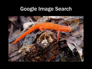 Google Image in Response to Huckaback