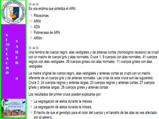 Simulacro pruebas saber 9° elizabeth ramirez 