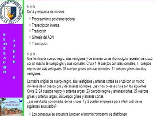 Simulacro pruebas saber 9° elizabeth ramirez 