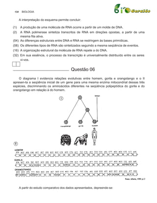 134     BIOLOGIA


       A interpretação do esquema permite concluir:

(1)    A produção de uma molécula de RNA ocorre a partir de um molde de DNA.
(2)  A RNA polimerase sintetiza transcritos de RNA em direções opostas, a partir de uma
     mesma fita ativa.
(04) As diferenças estruturais entre DNA e RNA se restringem às bases pirimídicas.
(08) Os diferentes tipos de RNA são sintetizados seguindo a mesma seqüência de eventos.
(16) A organização estrutural da molécula de RNA repete a do DNA.
(32) Em sua essência, o processo da transcrição é universalmente distribuído entre os seres
     vi-vos.

____________________________                Questão 06
    O diagrama I evidencia relações evolutivas entre homem, gorila e orangotango e o II
apresen-ta a seqüência inicial de um gene para uma mesma enzima mitocondrial dessas três
espécies, discriminando os aminoácidos diferentes na seqüência polipeptídica do gorila e do
orangotango em relação à do homem.




       A partir do estudo comparativo dos dados apresentados, depreende-se:
 
