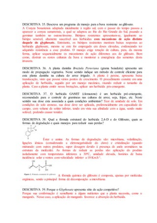 DESCRITIVA 35. Descreva um programa de manejo para a buva resistente ao glifosato.
A Conyza bonariensis adaptada inicialmente à região sul, com o passar do tempo passou a
aparecer a conyza sumatrensis, a qual se adaptou ao frio do Rio Grande do Sul, pssando a
germinar também no outono/inverno. Biótipos resistentes apresentam-se, igualmente ao
biótipo sensível, altamente suscetível aos herbicidas com mecanismo de ação distinto
daquele do glyphosate. Entretanto, os biótipos resistentes mostram baixas respostas ao
herbicida glyphosate, mesmo se este for empregado em doses elevadas, evidenciando ter
adquirido resistência a esse produto. O manejo exige rotação de cultura, para, da mesma
forma, aplicar sequencialmente os mecanismos de ação diferentes aos do glifosato. Bem
como, destruir os restos culturais da buva e monitorar a emergência das sementes desta
invasora.
DESCRITIVA 36. A planta daninha Bruziula Peruviana (grama boiadeira) apresenta um
modo de propagação vegetativa. Neste sentido indique um método de controle eficiente para
esta planta daninha na cultura do arroz irrigado. A planta é perene, apresenta baixa
translocação, visto que possui vários pontos de crescimento. O procedimento consiste em uma
aplicação de herbicida, seguido por um manejo mecânico, visando reduzir o tamanho da
planta. Caso a planta emitir novas brotações, aplicar um herbicida pós-emergente.
DESCRITIVA 37. O herbicida GAMIT (clomazone) é um herbicida pré-emergente,
recomendado para o controle de gramíneas nas culturas de arroz, soja, feijao, etc. Neste
sentido sua dose esta associada a quais condições ambientais? Teor de umidade de solo. Em
condições de solo arenoso, sua dose deve ser aplicada, preferencialmente em capacidade de
campo, com volume de soluto inferior, tendo em vista sua afinidade com a água, sendo muito
solúvel, podendo causar toxidez.
DESCRITIVA 38. Qual a fórmula estrutural do herbicida 2,4-D e do Glifosato, quais as
formas de degradação e quais manejos para reduzir suas perdas?
Éster e amina. As formas de degradação são: microbiana, volatilização,
ligações iônicas (considerando a eletronegatividade do cloro) e cristalização (quando
misturado com outros produtos, super dosagem devido à presença de anéis aromáticos na
estrutura da molécula). As formas de reduzir as perdas são: aplicação do produto
isoladamente com temperaturas inferiores a 30ºC, umidade elevada, horários de baixa
incidência solar e ventos com velocidade inferior a 10 Km.h-1.
A fórmula química do glifosato é composta, apenas por moléculas
orgânicas, sendo a principal forma de decomposição a microbiana.
DESCRITIVA 39. Porque o Glyphosate apresenta sítio de ação competitivo?
Porque sua conformação é semelhante a alguns nutrientes que a planta necessita, como o
manganês. Nesse caso, a aplicação de manganês favorece a absorção do herbicida.
 