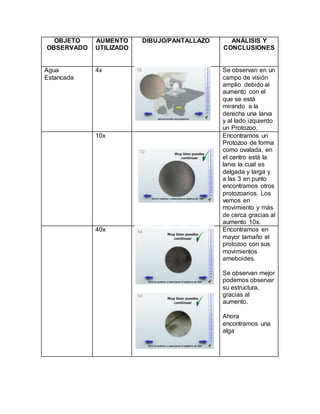 OBJETO
OBSERVADO
AUMENTO
UTILIZADO
DIBUJO/PANTALLAZO ANÁLISIS Y
CONCLUSIONES
Agua
Estancada
4x Se observan en un
campo de visión
amplio debido al
aumento con el
que se está
mirando a la
derecha una larva
y al lado izquierdo
un Protozoo,
10x Encontramos un
Protozoo de forma
como ovalada, en
el centro está la
larva la cual es
delgada y larga y
a las 3 en punto
encontramos otros
protozoarios. Los
vemos en
movimiento y más
de cerca gracias al
aumento 10x.
40x Encontramos en
mayor tamaño el
protozoo con sus
movimientos
ameboides.
Se observan mejor
podemos observar
su estructura,
gracias al
aumento.
Ahora
encontramos una
alga
 