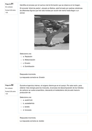 Pregunta 91
Sin contestar
Puntúa 0,00 sobre
1,00
Pregunta 92
Sin contestar
Puntúa 0,00 sobre
1,00
Identifica el proceso por el cual se creó la formación que se observa en la imagen.
El conocido 'árbol de piedra', ubicado en Bolivia, está formado por piedras volcánicas
de diferentes figuras que han sido traídas por acción del viento hasta llegar a un
arenal. 
Seleccione una:
a. Reptación
b. Meteorización
c. Erosión
d. Eutrofización
Respuesta incorrecta.
La respuesta correcta es: Erosión
Durante el ejercicio intenso, el oxígeno disminuye en el cuerpo. Por esta razón, para
obtener más energía para los músculos, el proceso de descomposición de los hidratos
de carbono se vuelve anaeróbico, desviando el metabolismo del piruvato hacia la
producción de:
Seleccione una:
a. acetil­CoA
b. acetaldehído
c. lactato
d. fumarato
Respuesta incorrecta.
La respuesta correcta es: lactato
 