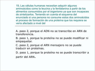 19 .  Las células humanas necesitan adquirir algunos aminoácidos como la leucina y la fenilalanina a partir de los alimentos consumidos por el organismo ya que son incapaces de sintetizarlos. Teniendo en cuenta el esquema del enunciado si una persona no consume estos dos aminoácidos el proceso de formación de una proteína que los requiera se vería afectado a nivel del A. paso 2, porque el ADN no se transcribe en ARN de transferencia. B. paso 1, porque la proteína no se puede modificar ni empaquetar. C. paso 2, porque el ARN mensajero no se puede traducir en proteínas. D. paso 1, porque la proteína no se puede transcribir a partir del ARN . 