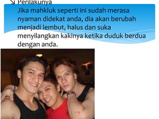 ↘ Perilakunya
Jika mahkluk seperti ini sudah merasa
nyaman didekat anda, dia akan berubah
menjadi lembut, halus dan suka
menyilangkan kakinya ketika duduk berdua
dengan anda.

 