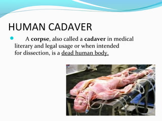 HUMAN CADAVER
 A corpse, also called a cadaver in medical
literary and legal usage or when intended
for dissection, is a dead human body.
 