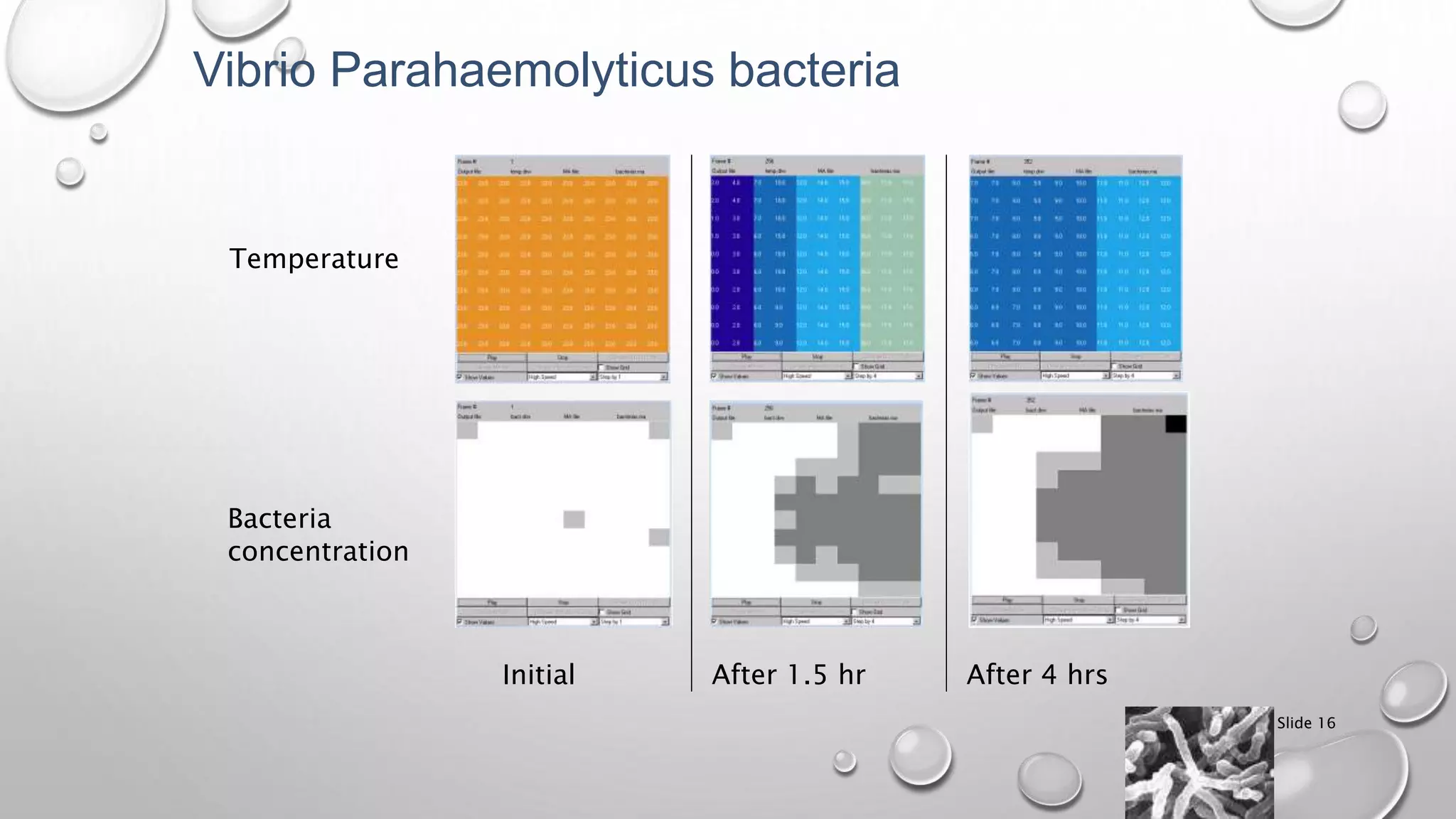 Slide 16
Initial After 1.5 hr After 4 hrs
Temperature
Bacteria
concentration
Vibrio Parahaemolyticus bacteria
 